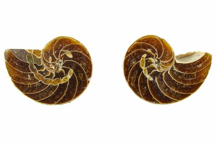 Cut & Polished Nautilus Fossils - 1/2 to 1" Size - Photo 1